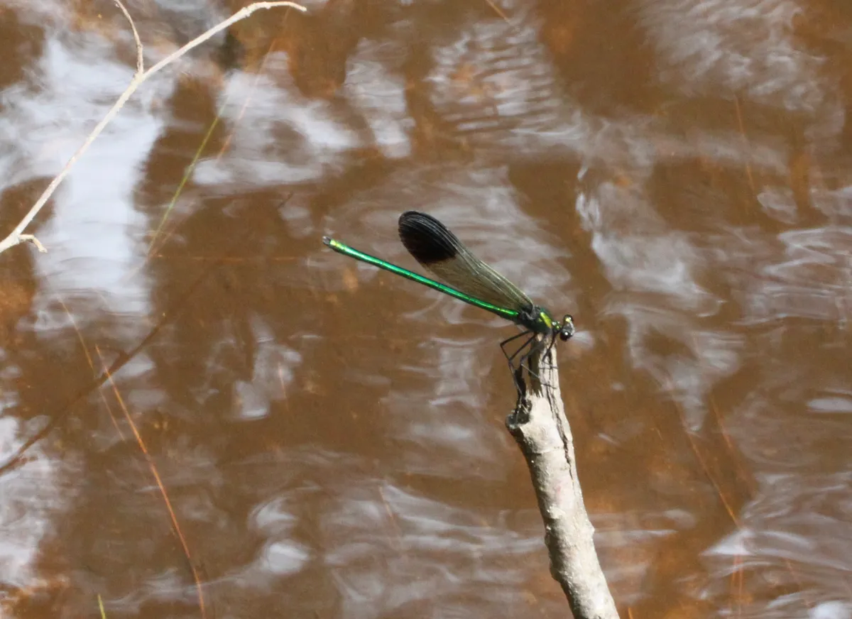River Jewelwing