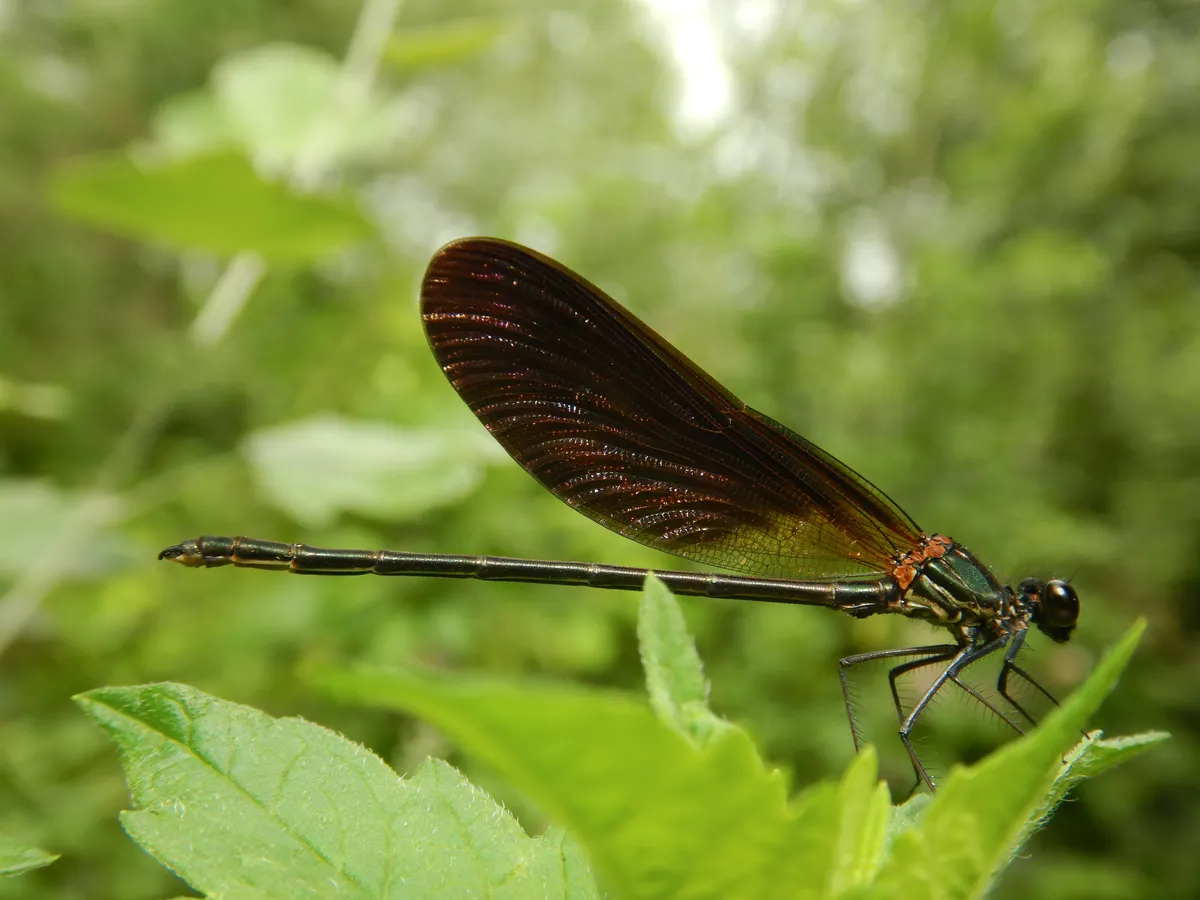 Calopteryx haemorrhoidalis