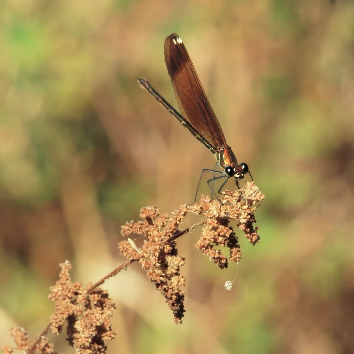Copper Demoiselle