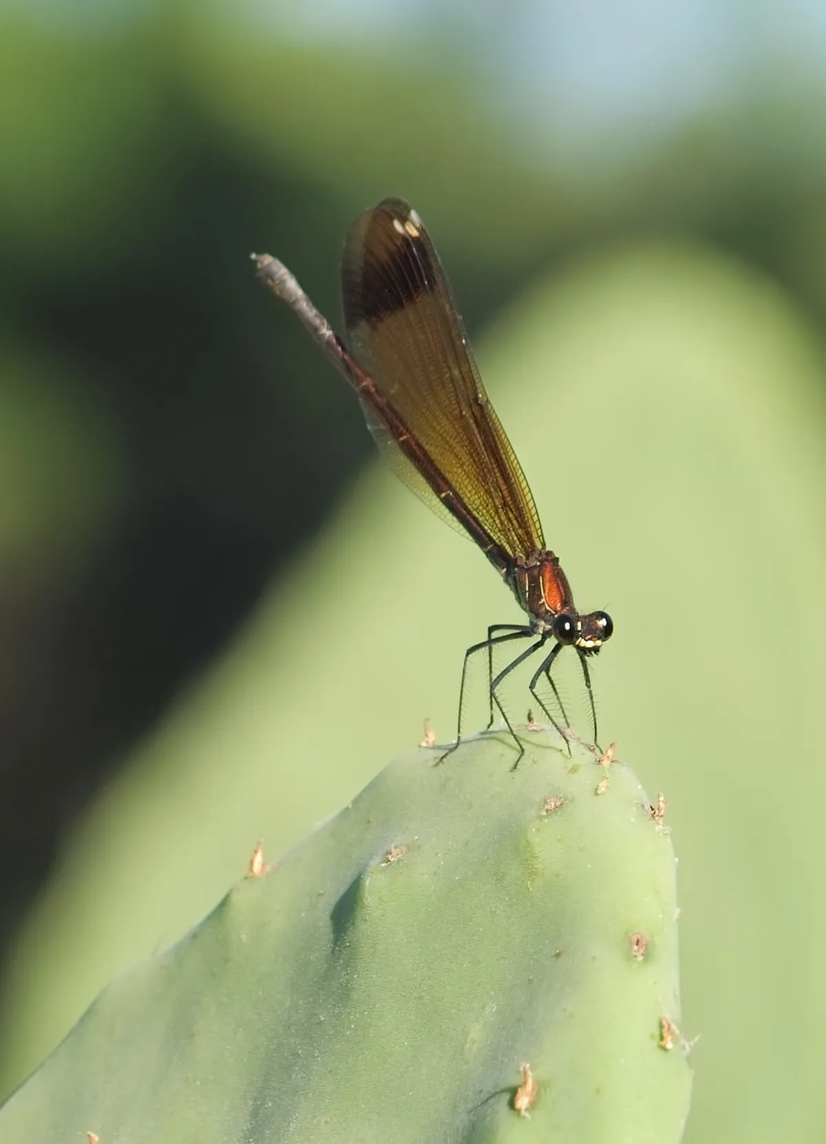 Copper Demoiselle