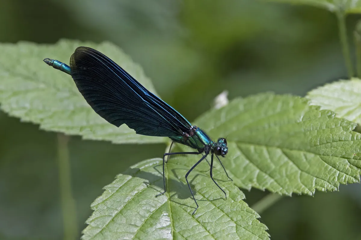 Caballito del Diablo Hermoso