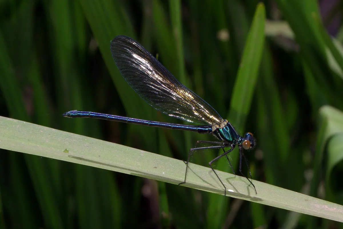 Calopteryx xanthostoma