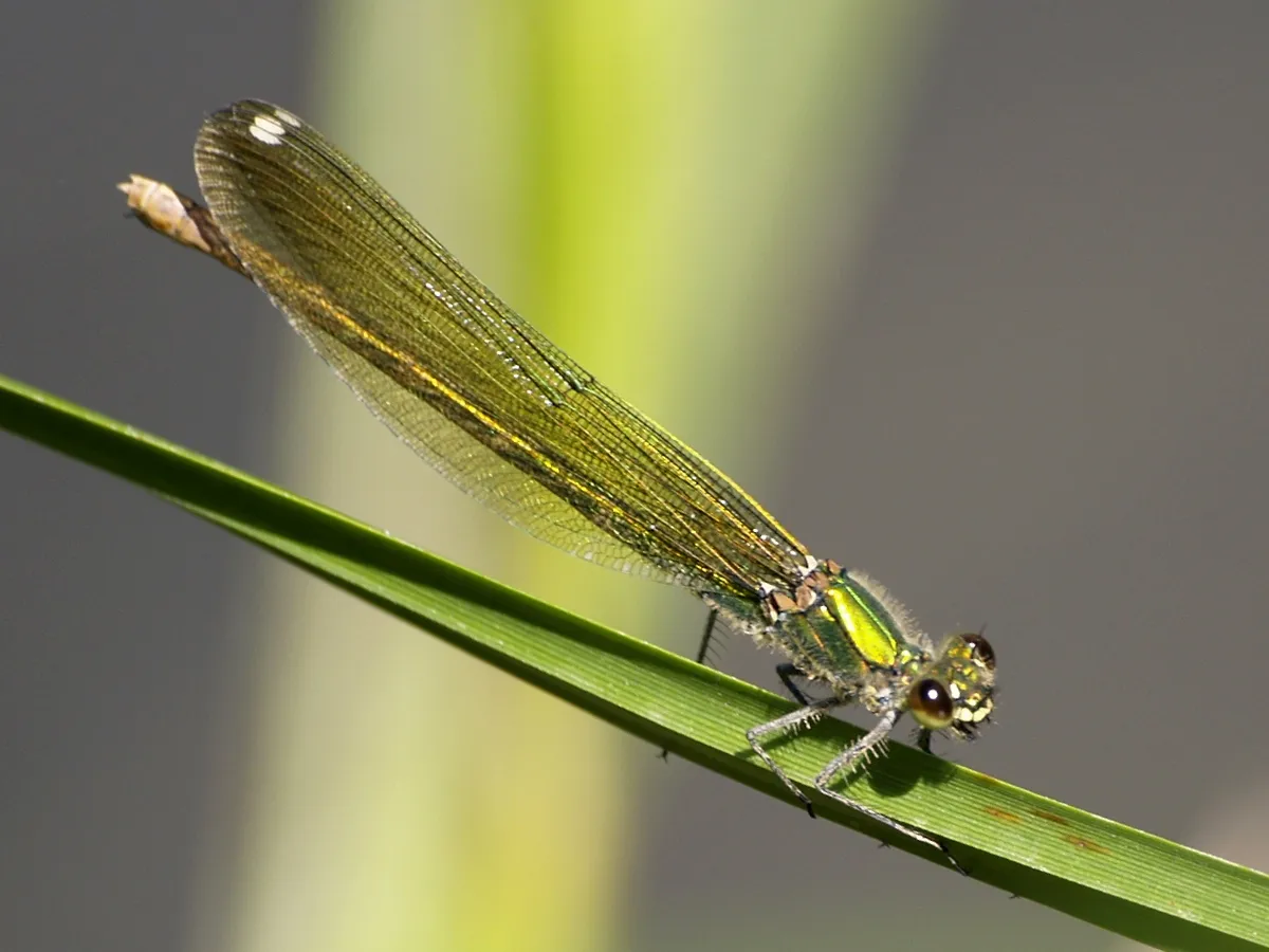 Damisela Occidental