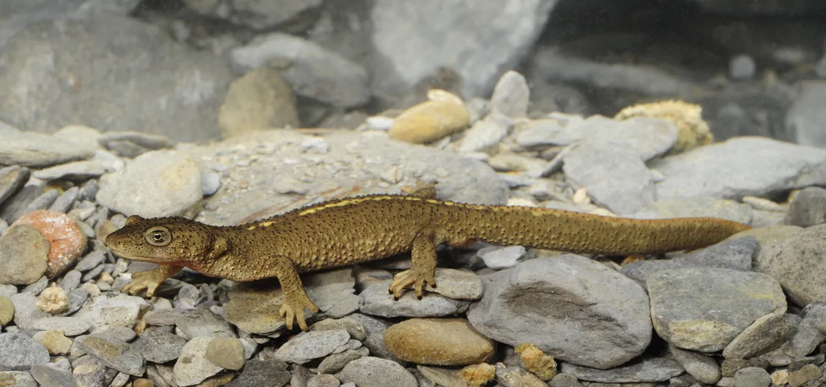 Pyrenean Brook Newt