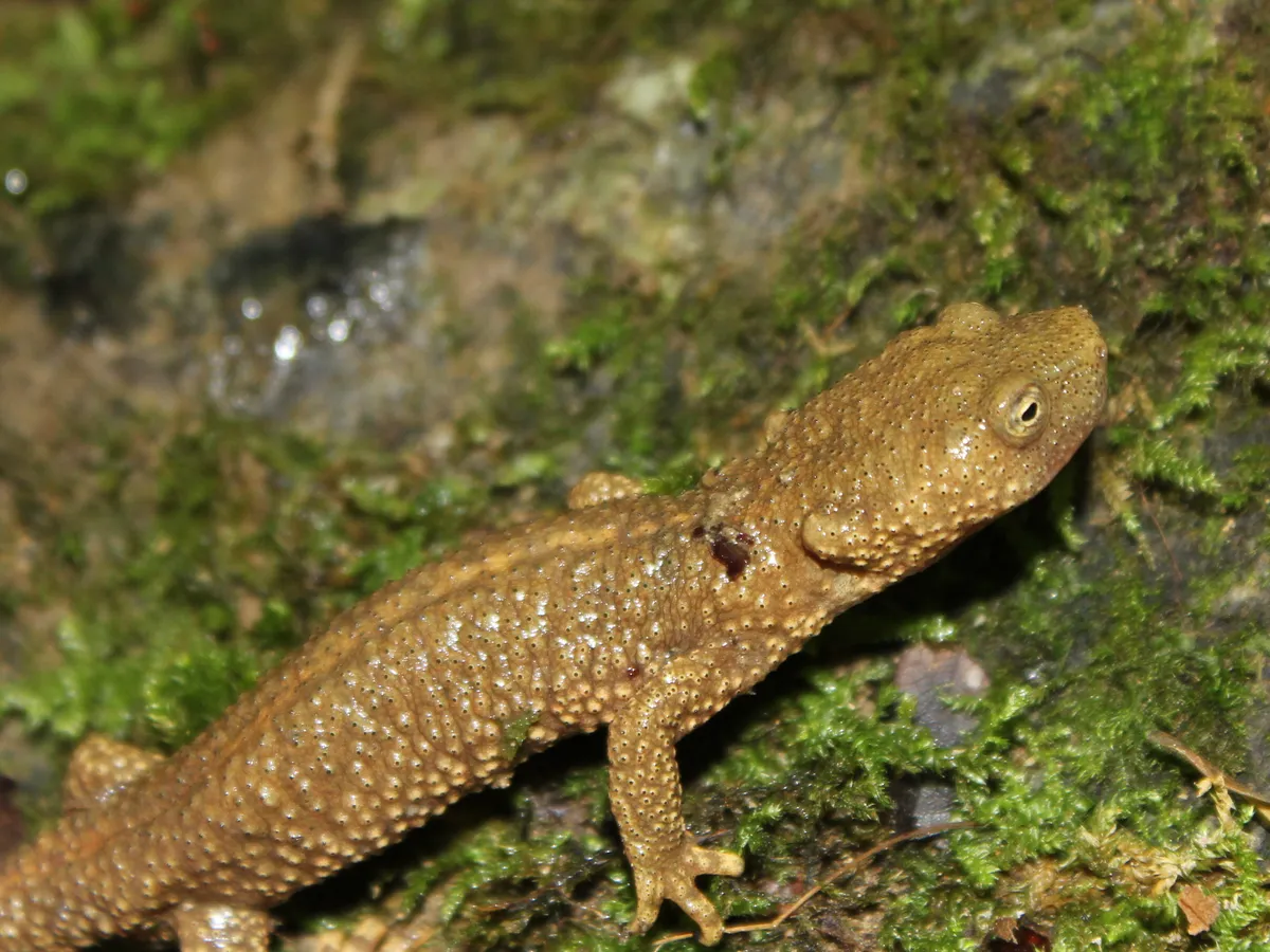 Pyrenean Brook Newt