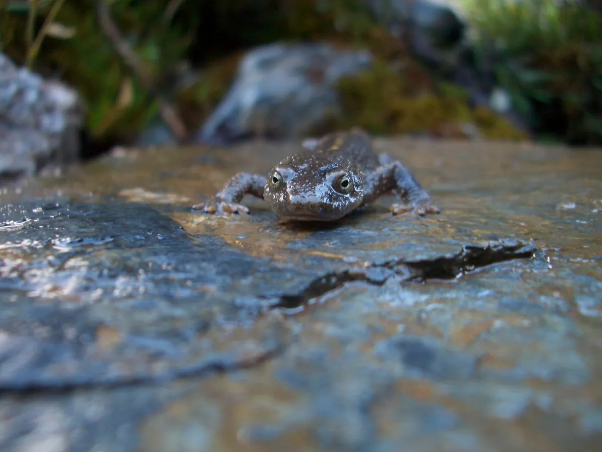 Pyrenean Brook Newt