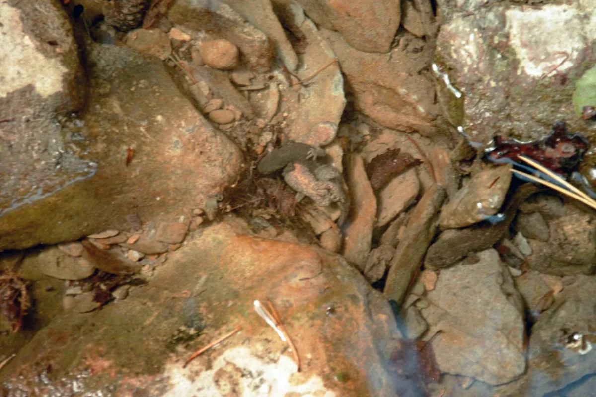 Pyrenean Brook Newt