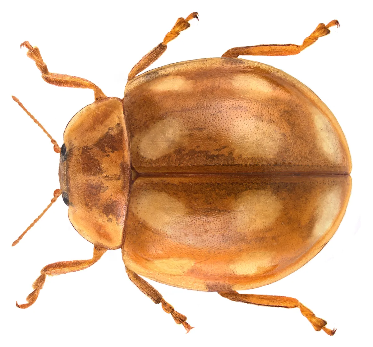 Mariquita de Diez Puntos