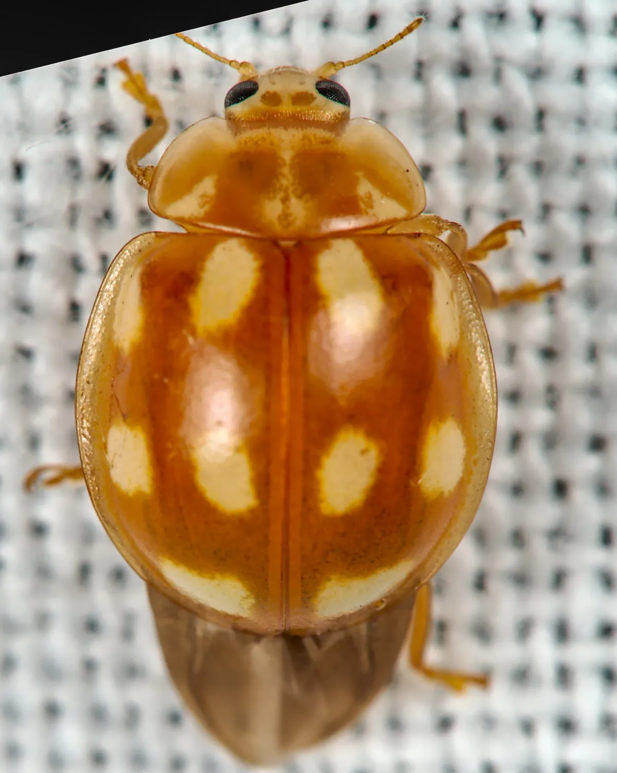 Mariquita de Diez Puntos