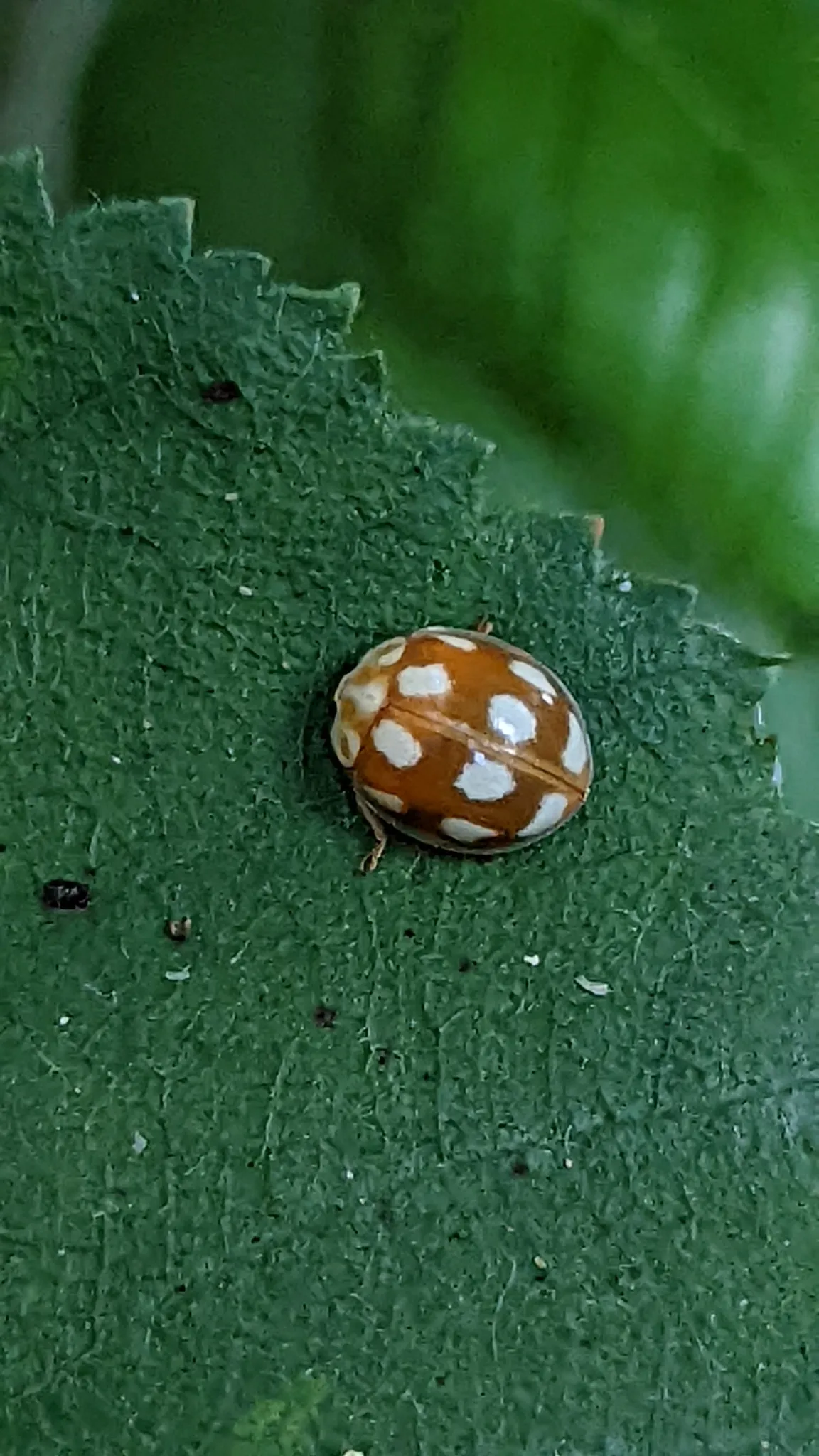 Mariquita de Diez Puntos
