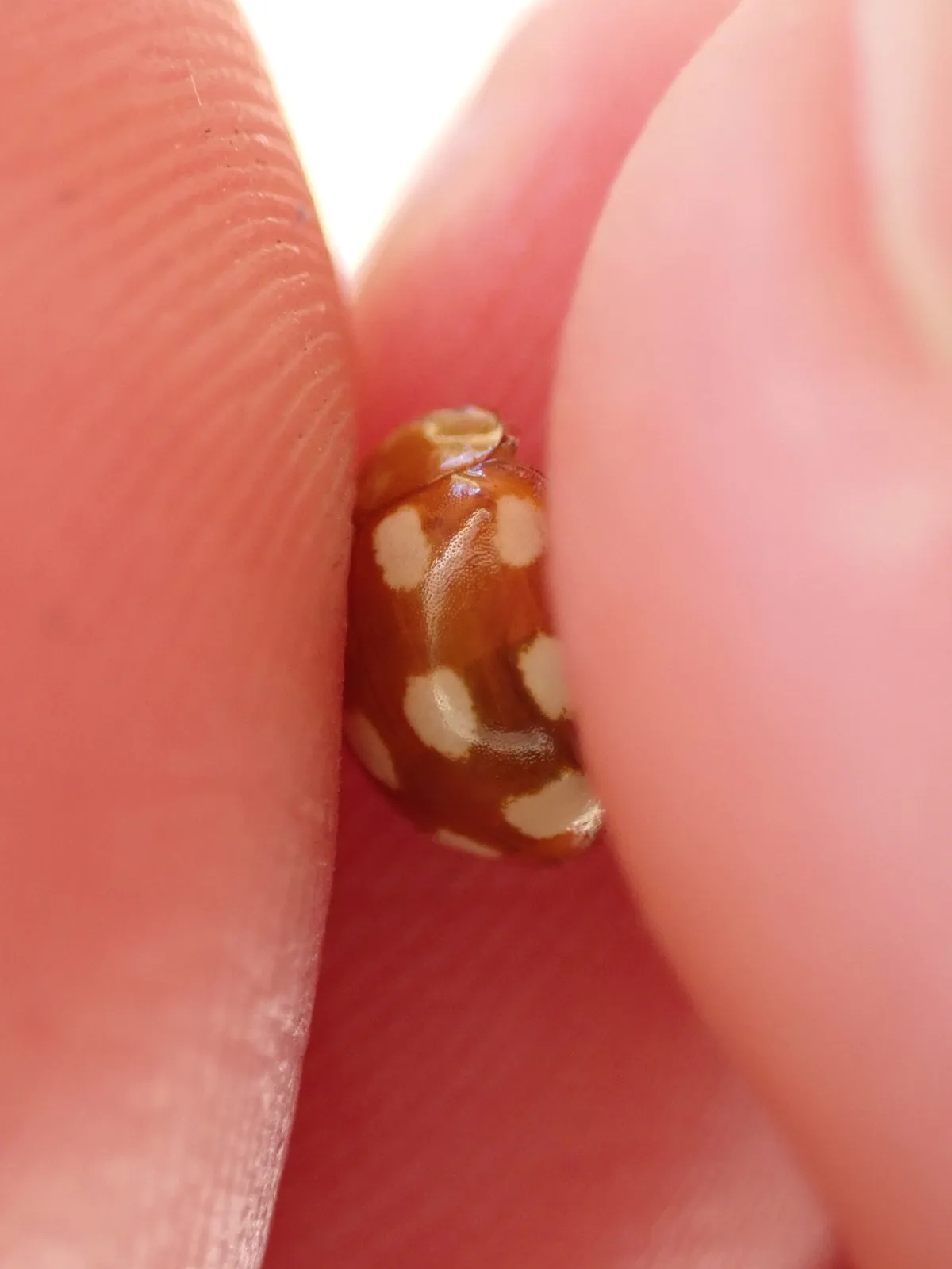 Mariquita de Diez Puntos