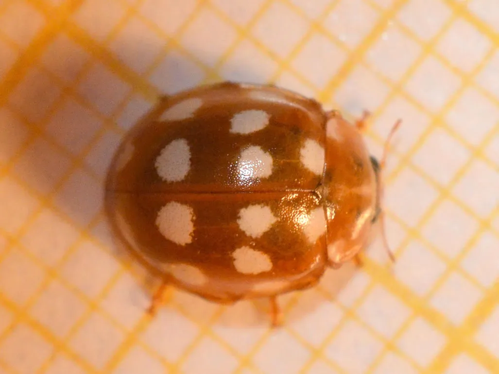 Mariquita de Catorce Puntos