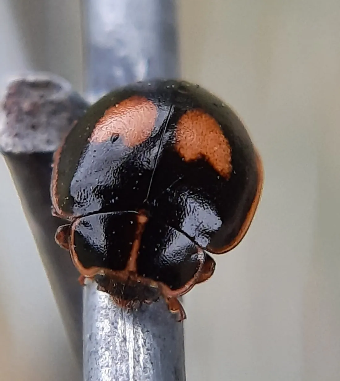 Mariquita de Catorce Puntos