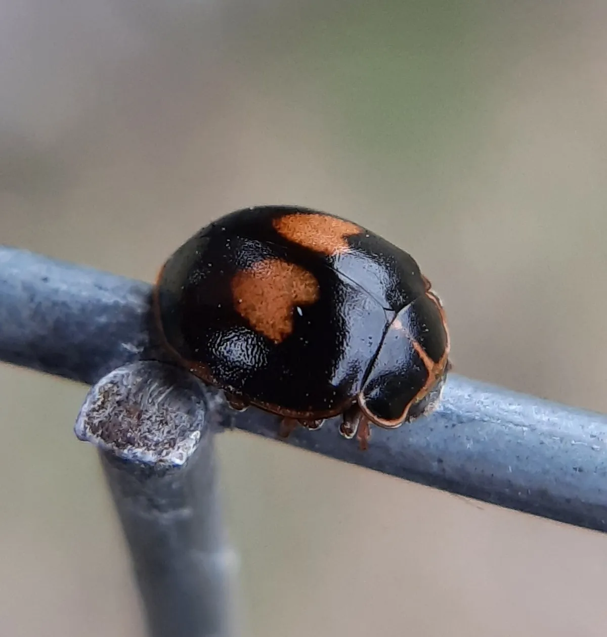 Mariquita de Catorce Puntos