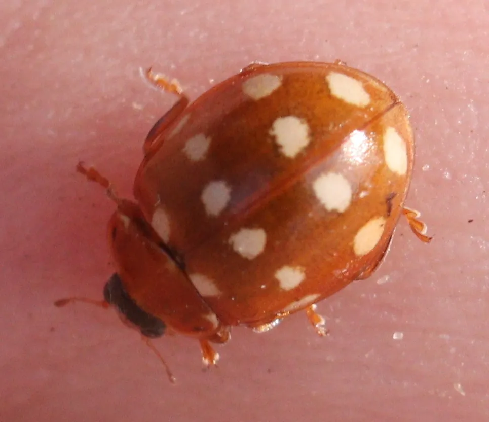 Mariquita de Catorce Puntos