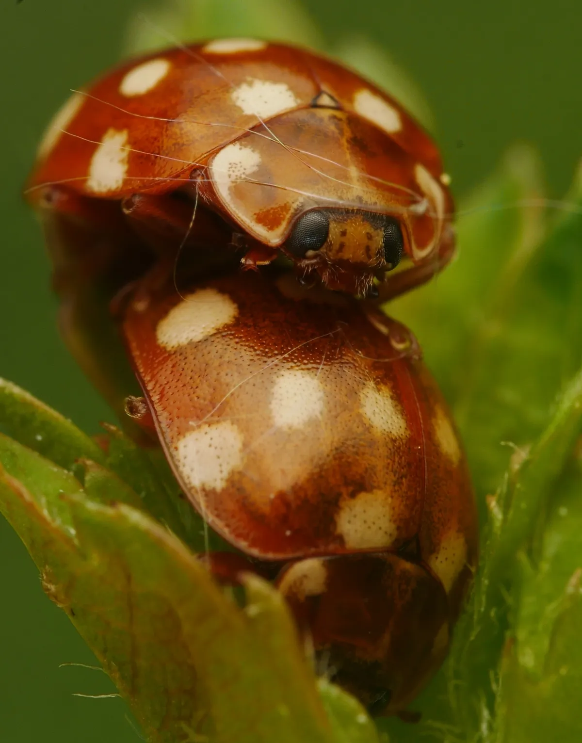 Mariquita de Catorce Puntos