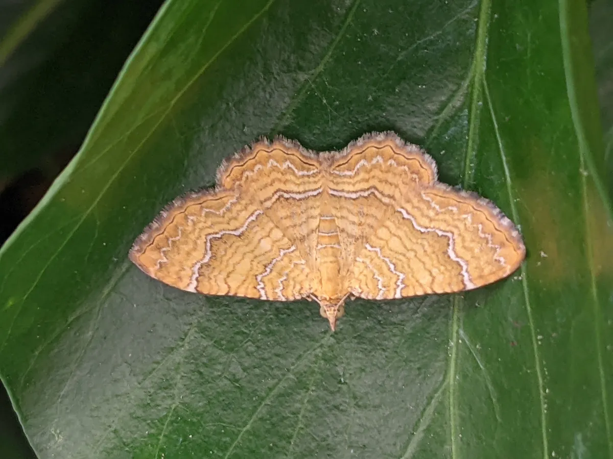 Camptogramma bilineata