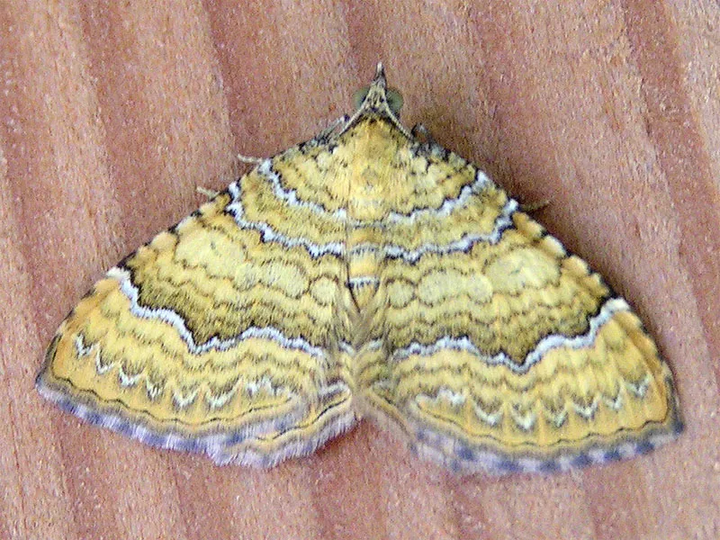 Yellow Shell