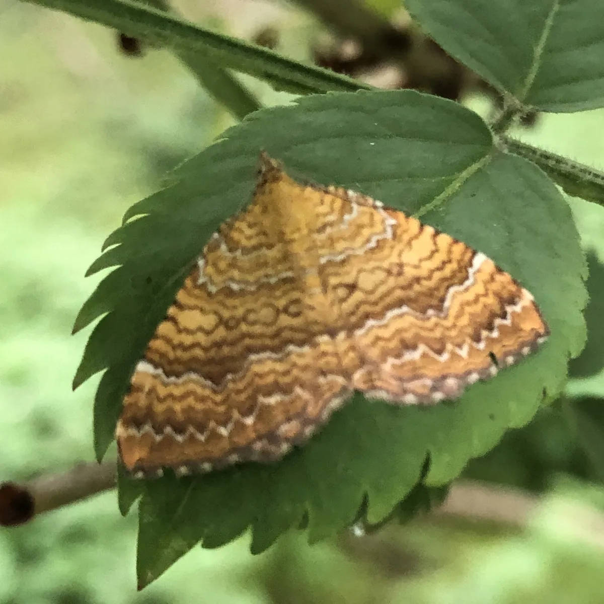 Yellow Shell