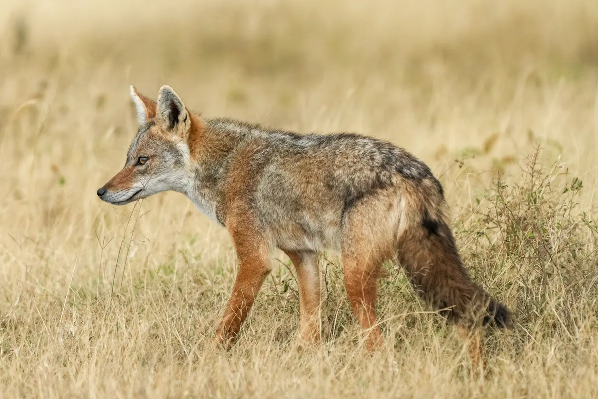 Golden Jackal