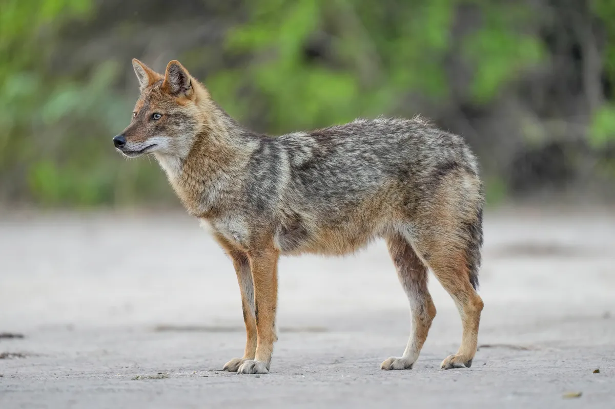 Golden Jackal