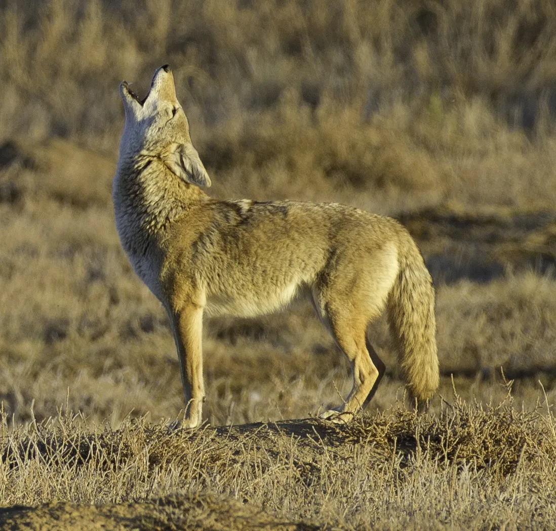 Coyote