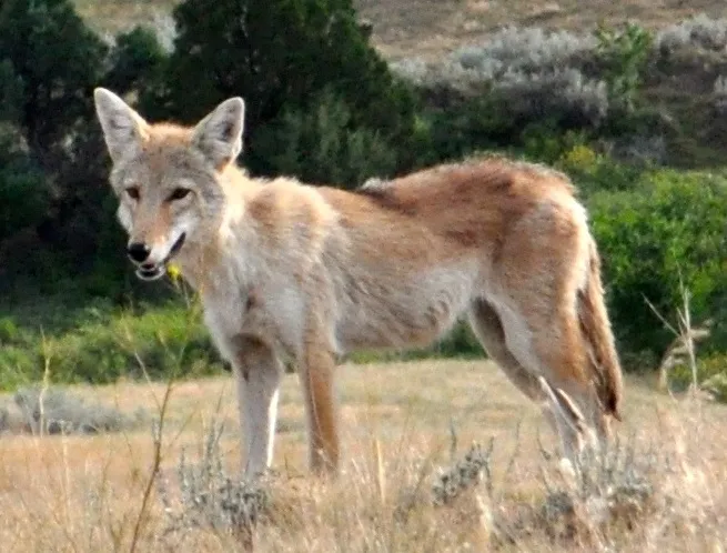 Coyote