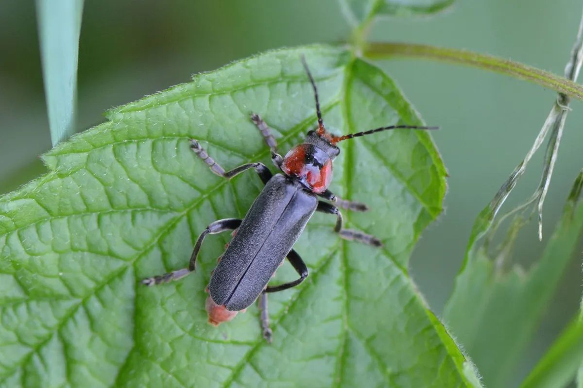 Escarabajo Soldado Marrón