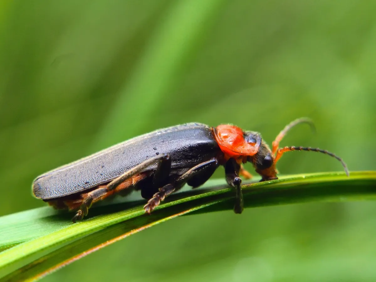 Escarabajo Soldado Marrón