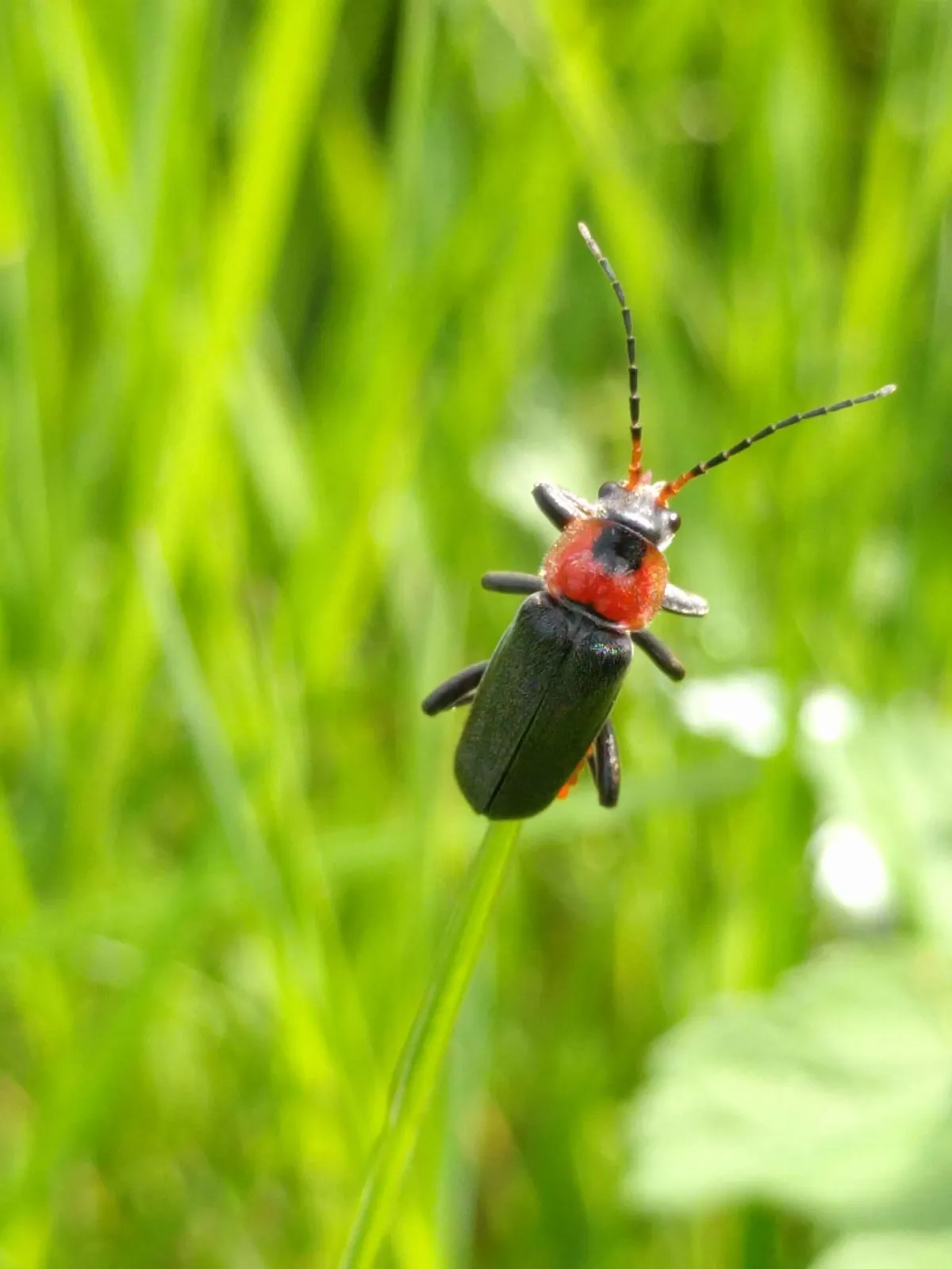Escarabajo Soldado Marrón