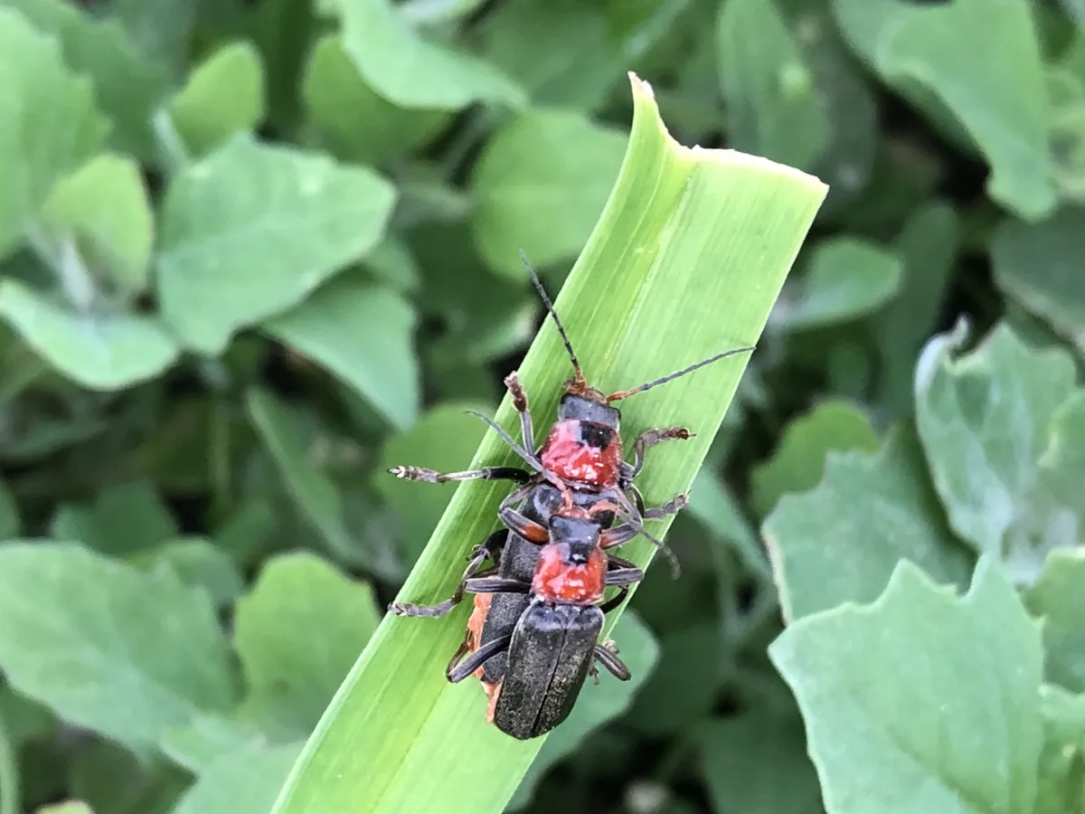 Escarabajo Soldado Marrón