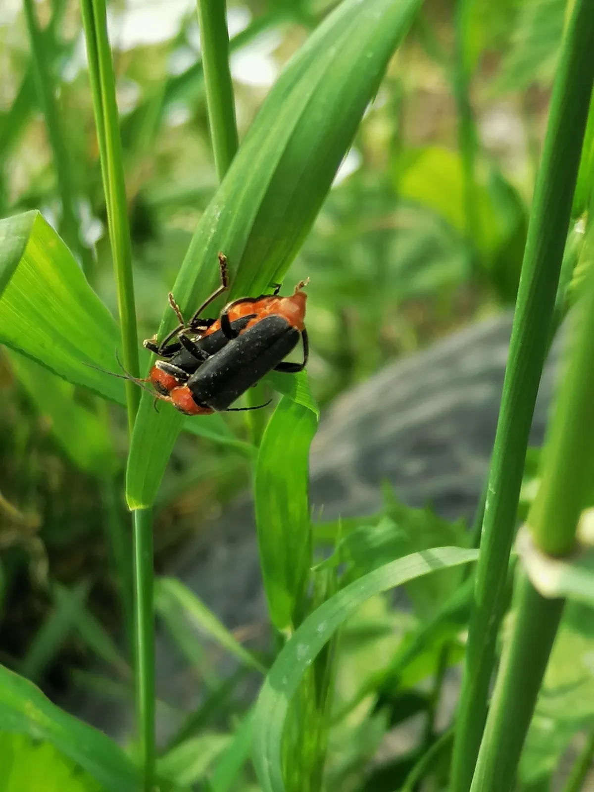 Escarabajo Soldado Marrón