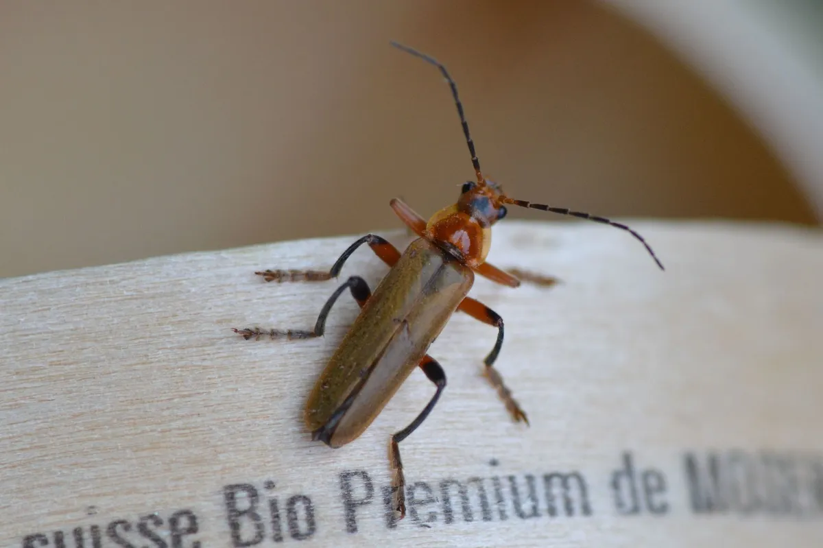 Cantharis livida