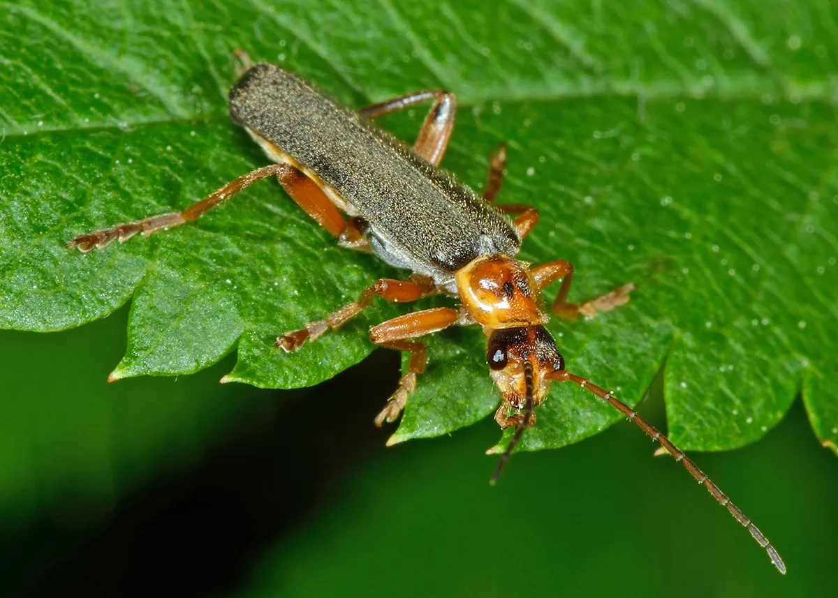 Cantharis nigricans