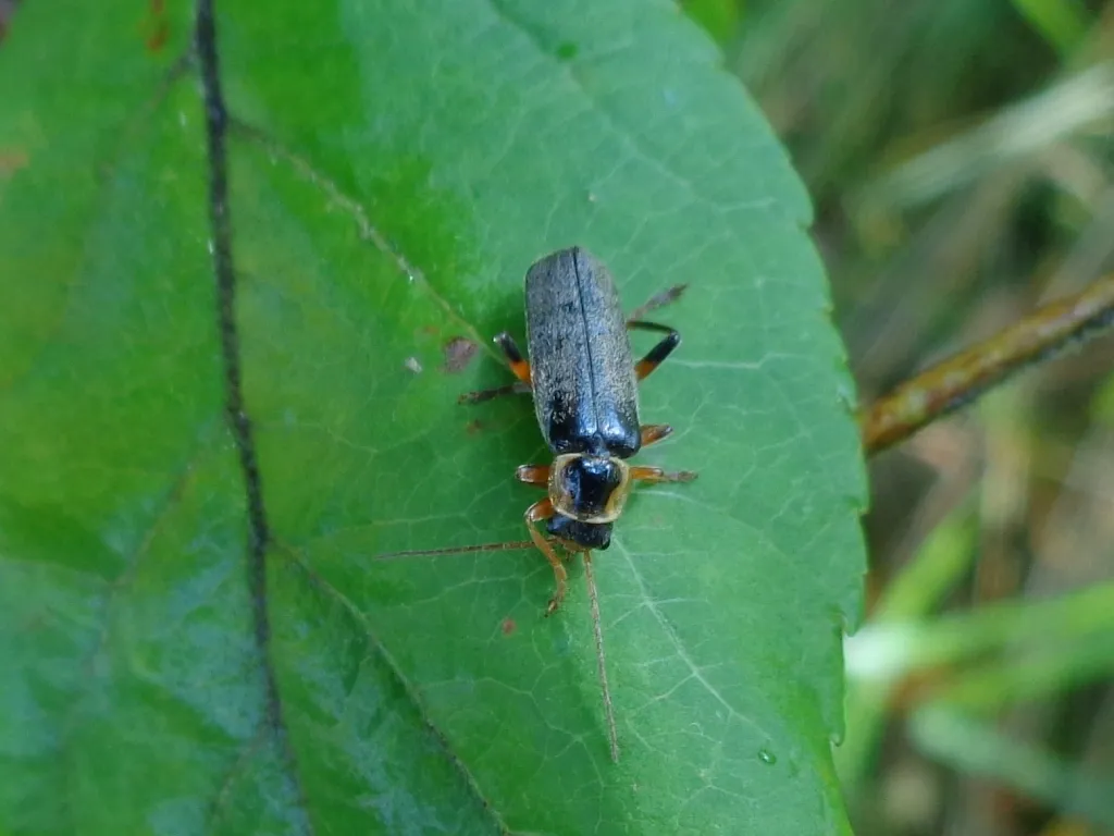 Escarabajo Soldado Negro