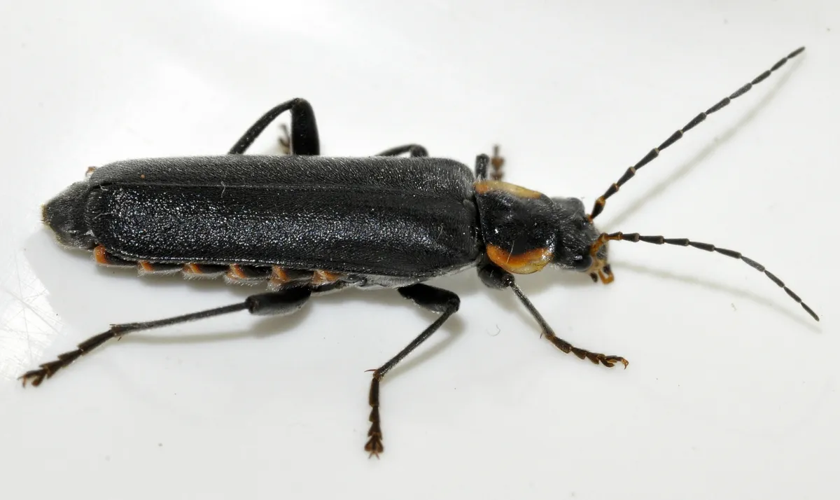 Escarabajo Soldado Oscuro