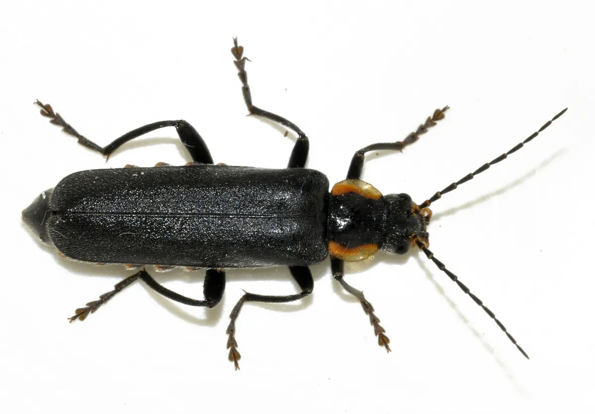 Escarabajo Soldado Oscuro