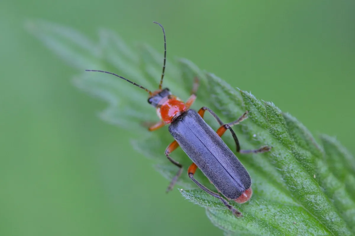 Cantharis pellucida