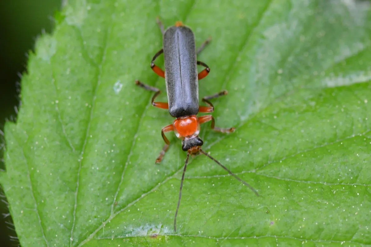 Escarabajo de Flores de Alas Suaves
