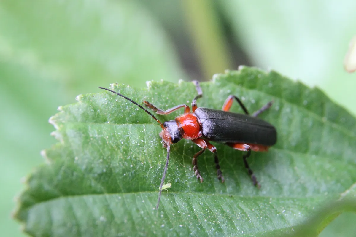 Escarabajo de Flores de Alas Suaves