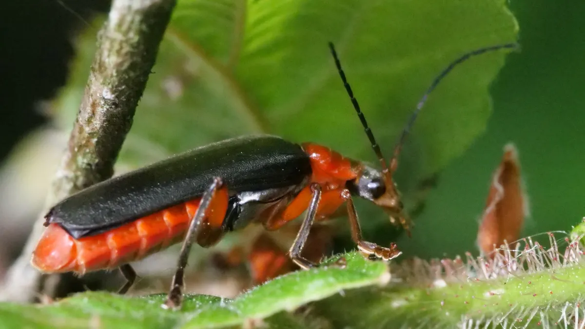 Escarabajo de Flores de Alas Suaves