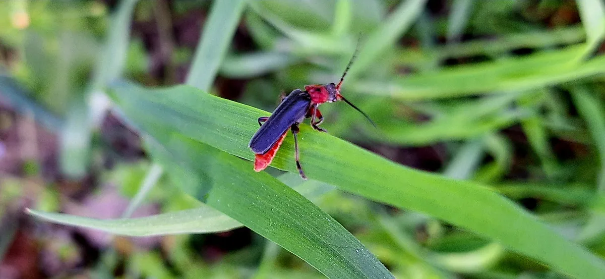 Cantharis rustica