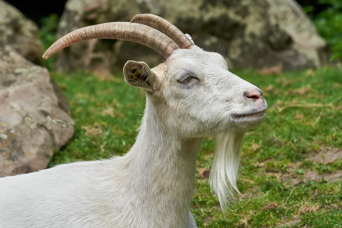 Domestic Goat