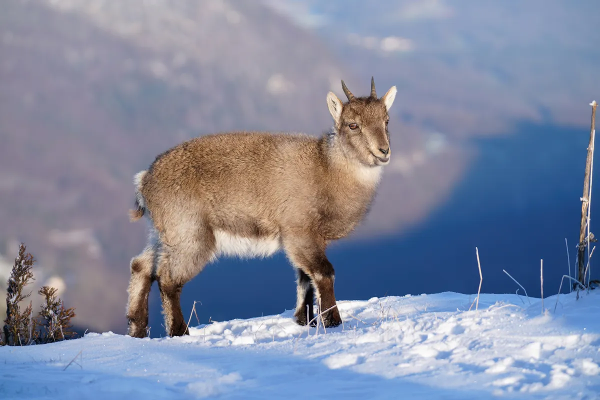 Alpine ibex