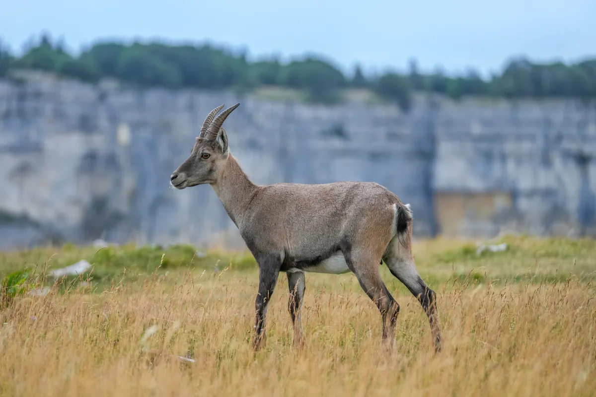 Alpine ibex