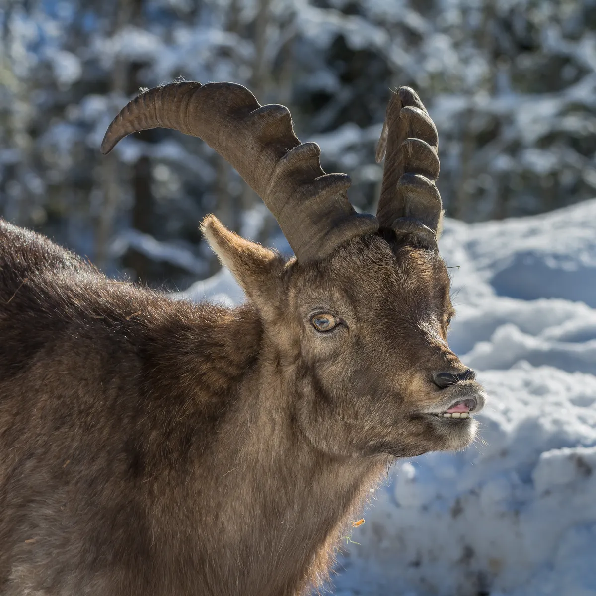Alpine ibex