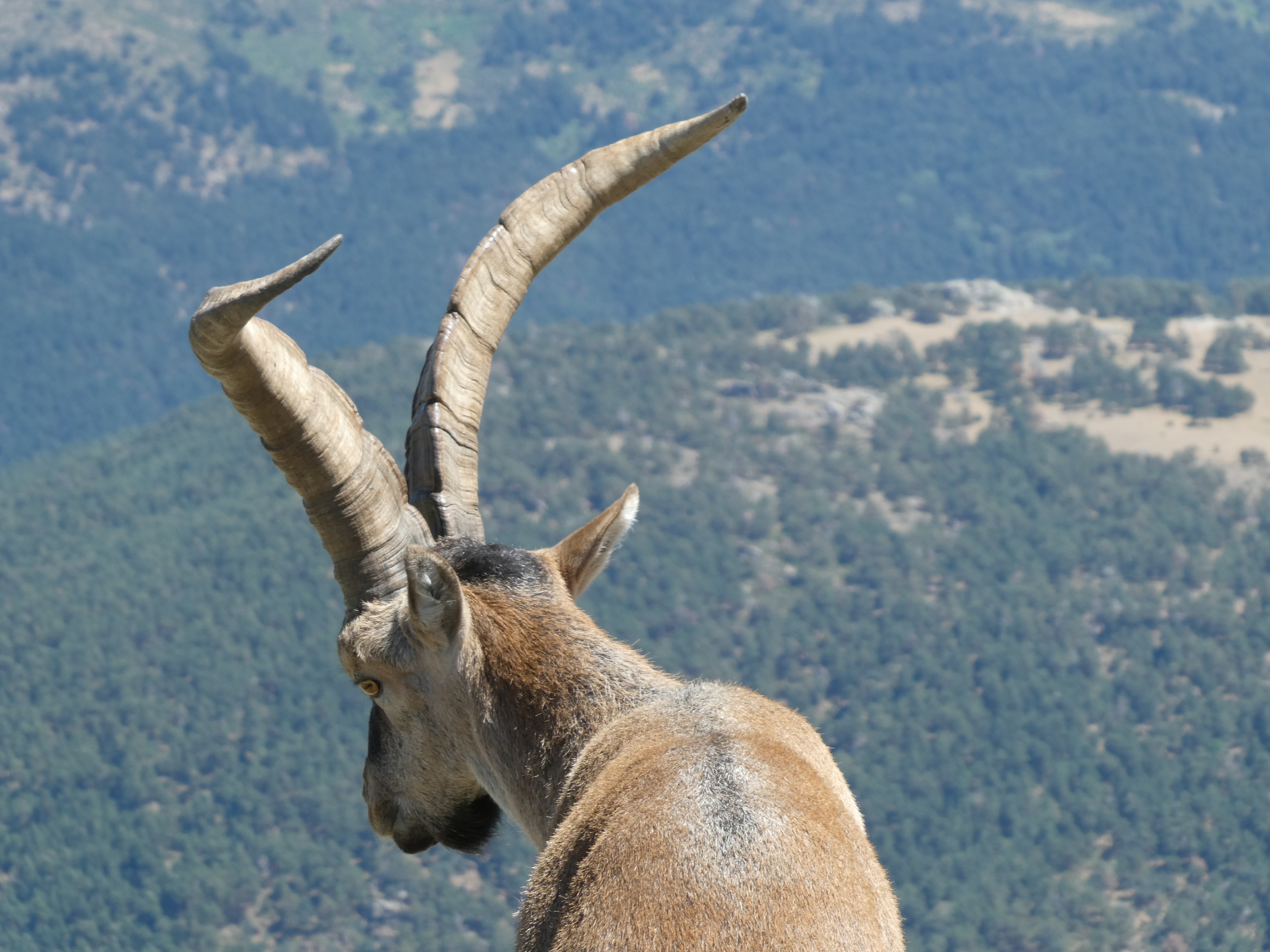 Cabra Montés Ibérica
