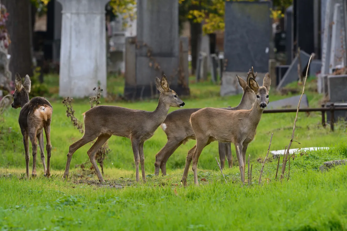 European roe deer