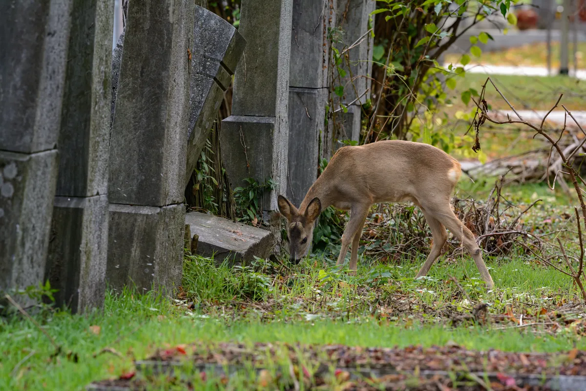 European roe deer