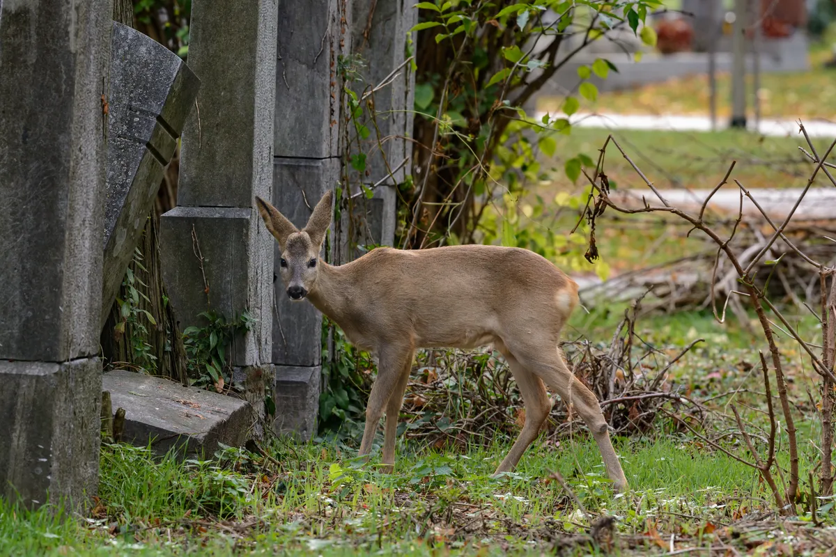 European roe deer